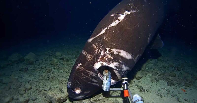 Deep-Sea Cameras Off Japan Film Mysterious Floating Creature Scientists ...