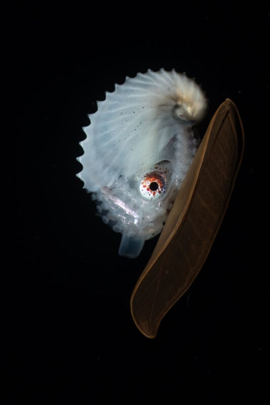 A tiny, clear water creature with a spotted eye and a shell-like formation is seen floating next to a dried, brown leaf against a dark backdrop.