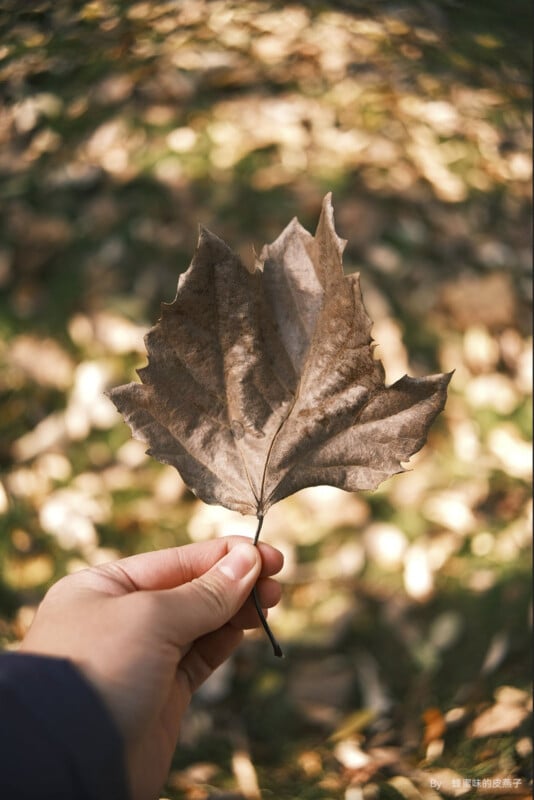 A hand holding a dried brown leaf against a blurred background of more leaves on the ground. The sunlight casts soft shadows, highlighting the leaf's texture and veins.