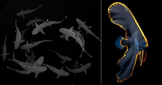 Left: A group of small sharks swim together against a dark background. Right: A colorful fish with vibrant blue and yellow fins is highlighted against a black background.