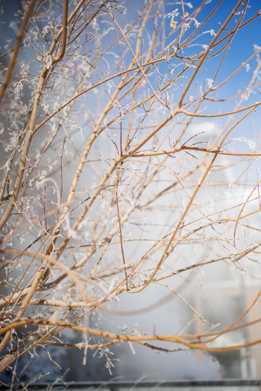 Bare tree branches covered in light frost against a bright blue sky and soft-focus background. The thin branches create an intricate pattern, highlighting the delicate wintry scene.