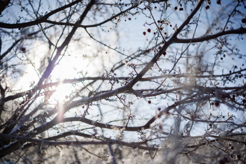 Sunlight filters through the branches of a tree with sparse leaves and berries, against a blue sky. Some branches are covered with a light dusting of frost, creating a wintery atmosphere.