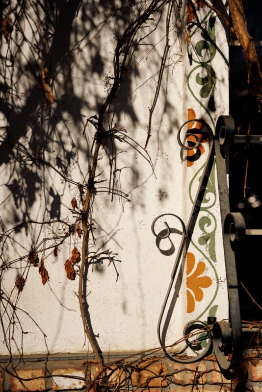 Sunlit wall with ornate metalwork and painted floral patterns in green and orange. Dried vines cast intricate shadows, adding texture to the scene. The lower portion features a section of exposed brick.