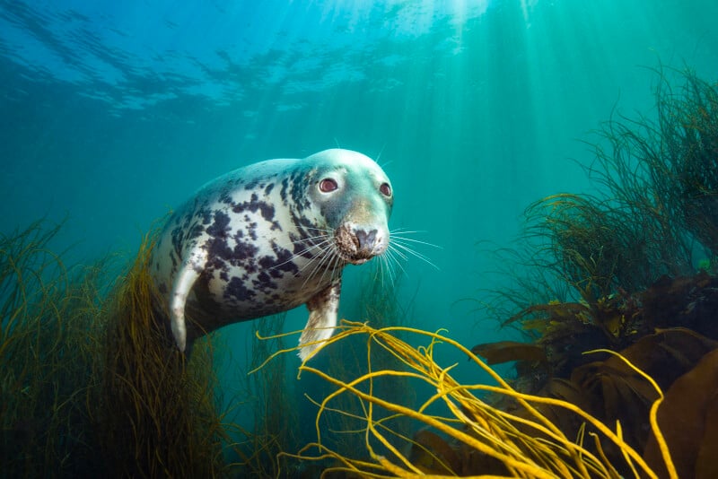 A spotted seal swims gracefully underwater, surrounded by swaying seaweed. Sunlight filters through the clear water, illuminating the seal and its serene aquatic environment.