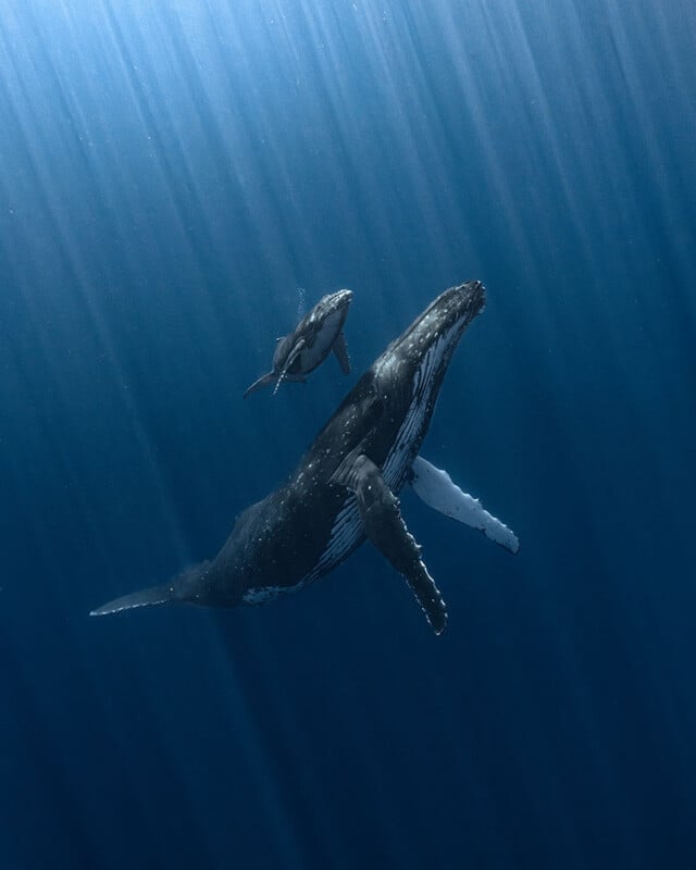 A majestic humpback whale swims gracefully in the deep blue ocean, accompanied by a smaller whale, possibly its calf. Sunlight streams through the water, illuminating the scene in ethereal rays.