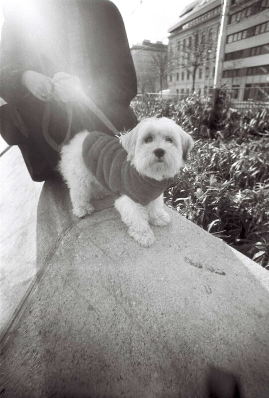 A small dog wearing a sweater sits on a low wall beside a person holding its leash. The scene is in black and white, with the sun creating a soft glare in the lens. Buildings and bushes are visible in the background.