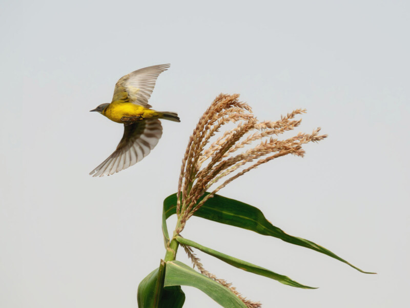 A small bird with vibrant yellow feathers and gray wings takes flight beside a tall corn stalk topped with tassels against a clear sky.