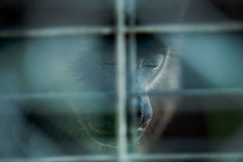 Close-up of a dark-colored animal, possibly a primate, behind a wire fence. The face is partially obscured by the grid, with eyes partly visible, conveying a sense of confinement. The lighting is low, creating a somber mood.