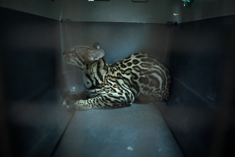 A small, spotted wild cat with distinctive patterns on its fur is lying down inside a metal enclosure. The environment appears dimly lit. The cat's ears are perked up and it seems to be looking towards the left side.