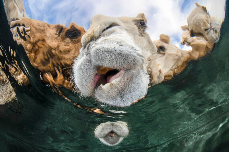 Underwater view of a camel's face with its mouth open, partially submerged, creating a mirrored reflection effect in the water. Surrounding camels are seen above water against a cloudy sky.