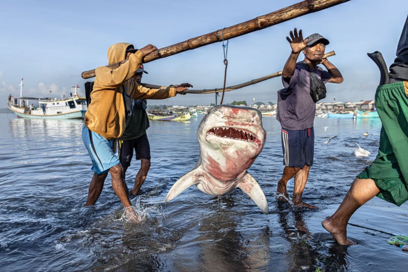 Three fishermen carry a large shark on a wooden pole over their shoulders as they wade through shallow water. Boats are visible in the background, and one fisherman raises his hand. The scene takes place on a sunny day.