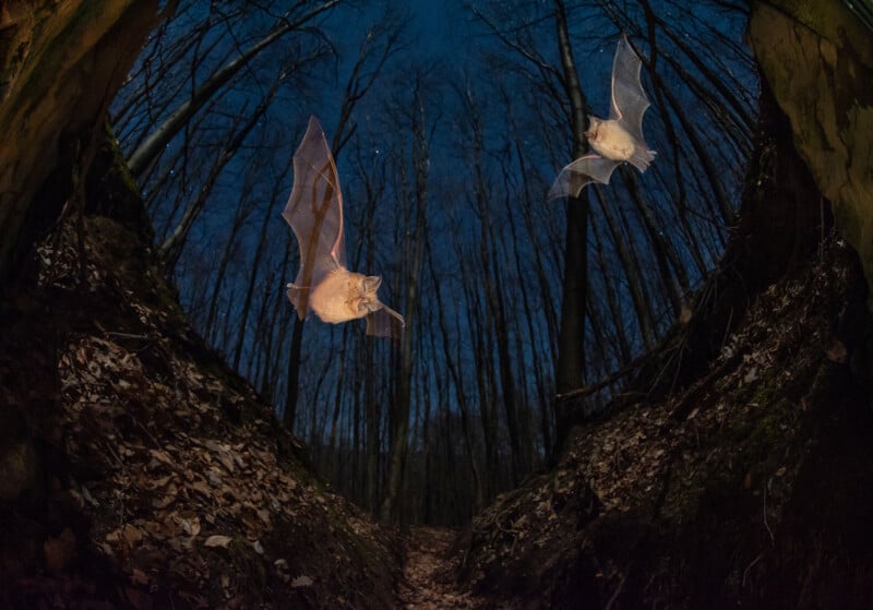 Two bats fly through a forest at night. The trees are tall and leafless, creating a dark, atmospheric scene. The bats are illuminated against the twilight sky, highlighting their wings as they navigate through the wooded path.