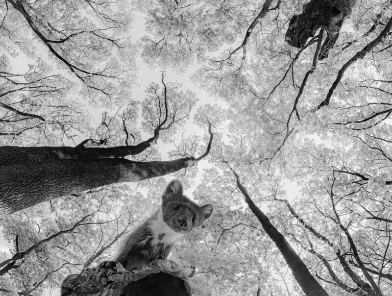 A curious pine marten peers down from a tree in a forest. The perspective looks upward, capturing tall trees with intricate branches and leaves against a bright sky. The image is in black and white, emphasizing the textures and details.