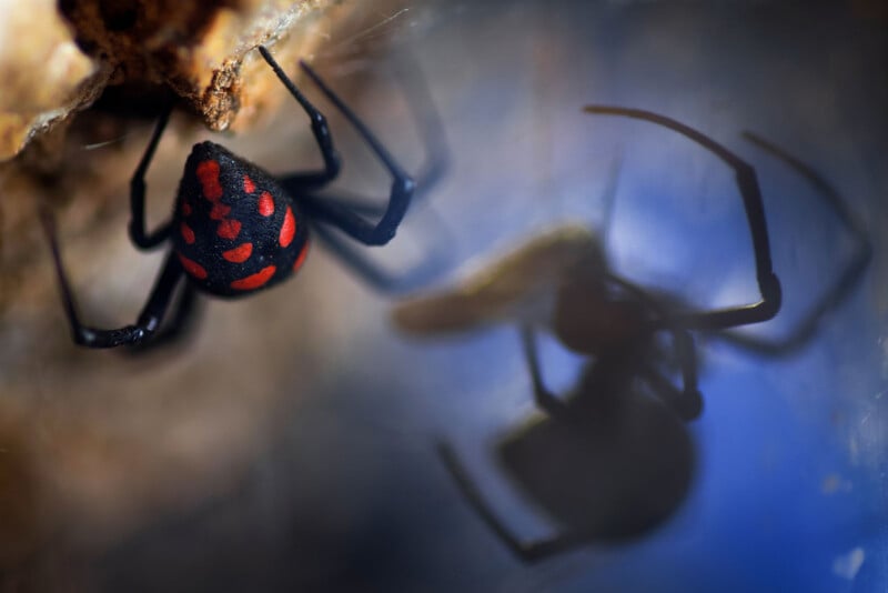 A spider with black and red markings is seen hanging upside down from a surface. Its reflection is visible on a blue-tinted background, creating a mirrored effect. The image is sharp, highlighting the spider's distinctive red pattern.