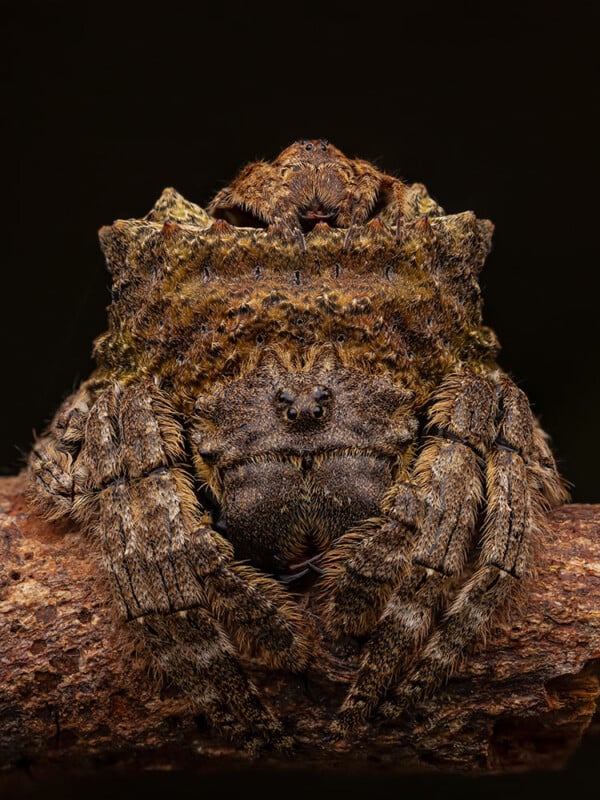 Close-up image of a camouflaged spider with a rough, textured body resembling bark. The spider has intricate patterns and colors, blending seamlessly with the branch it is resting on, set against a dark background.