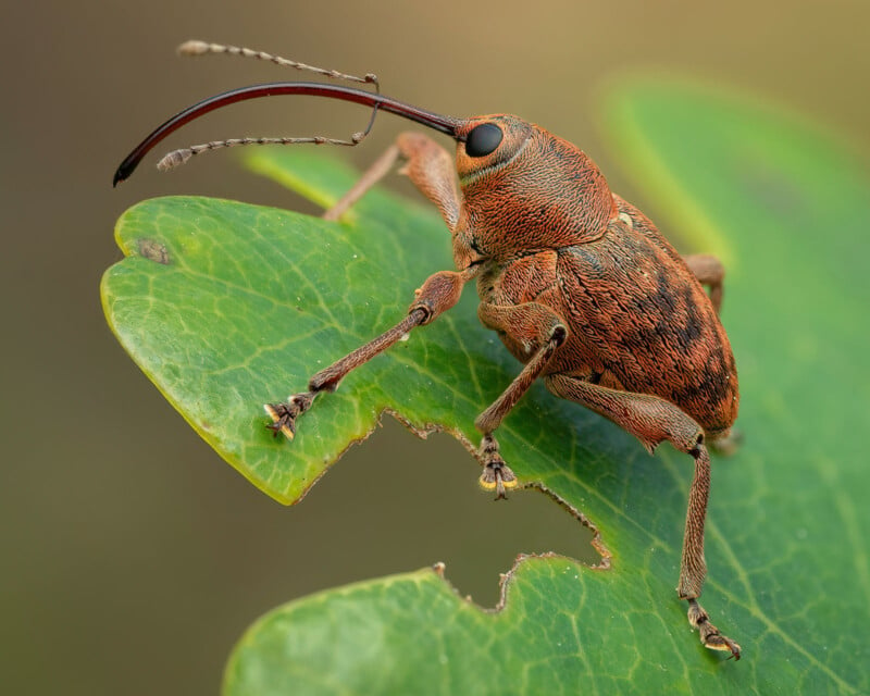 Close-up of a reddish-brown weevil with long curved snout perched on a green leaf with visible bite marks. The insect's details are sharply focused against a blurred background.