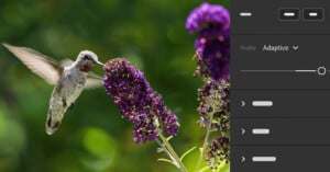 A hummingbird hovers near vibrant purple flowers with blurred greenery in the background. An image editing interface with sliders is visible on the right side of the image.