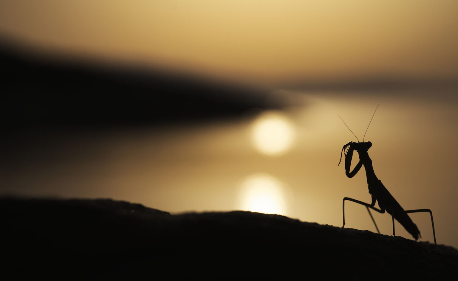 Photo Competition Shines a Light on the Secret World of Insects | PetaPixel