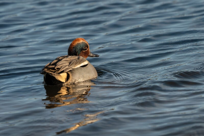 A small duck with a reddish-brown head, green eye stripe, and gray patterned body floats on rippling blue water, bathed in sunlight.