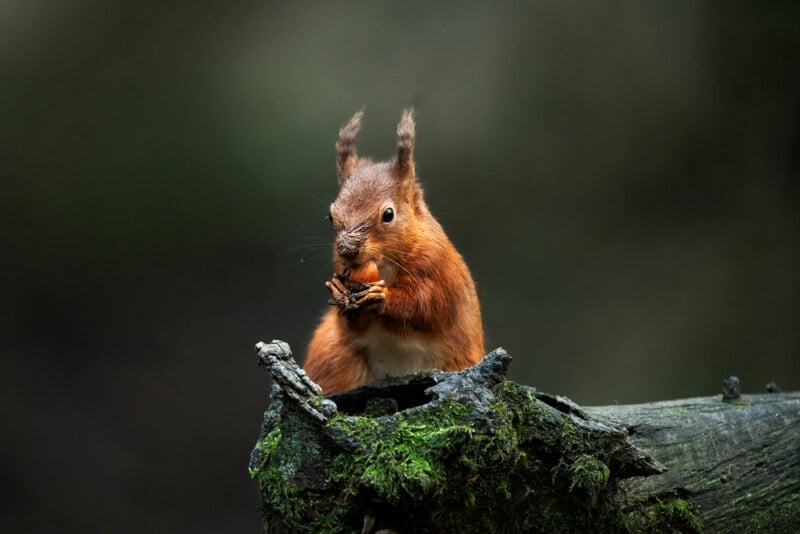 A red squirrel with tufts on its ears sits on a mossy log, holding and nibbling on a nut. The background is dark and blurred, highlighting the squirrel's reddish-brown fur.