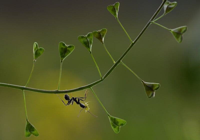 An ant is hanging upside down on a green, delicate plant stem with heart-shaped seed pods, set against a blurred natural background.