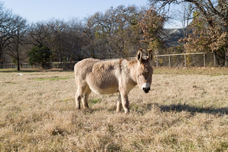 A donkey stands in a grassy, sunlit field, facing slightly to the right. There are bare trees and a fence in the background under a clear blue sky.