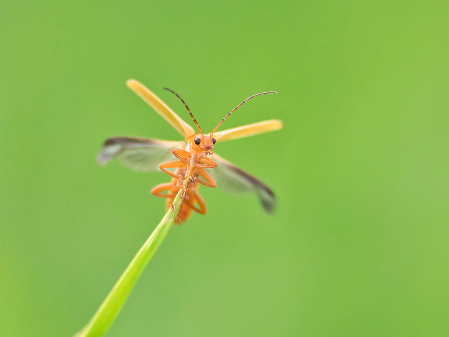 Photo Competition Shines a Light on the Secret World of Insects | PetaPixel