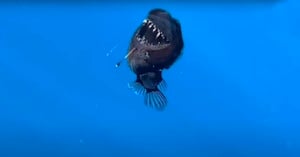 A deep-sea anglerfish with sharp teeth is swimming in deep blue water. It has a dark, round body and a bioluminescent lure extending from its forehead.