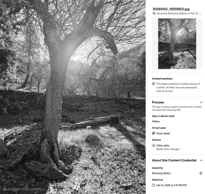 Black and white image of a sunlit tree with sprawling branches in a forest. Sunlight filters through, casting dramatic shadows on the grass. A fallen log lies in the background.