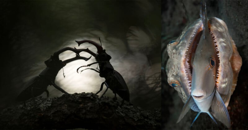 On the left, two silhouetted stag beetles face each other with horns raised against a blurred, moody background. On the right, a close-up of two overlapping fish heads shows their mouths open, creating a mirrored effect.