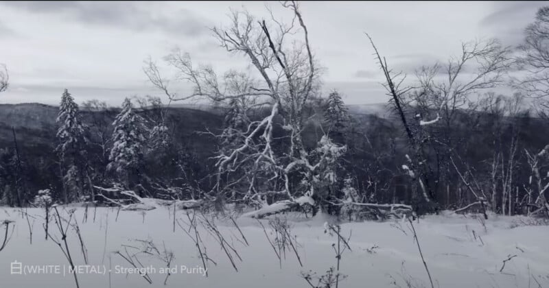 Snow-covered trees and branches stand in a wintry landscape under a cloudy sky. The foreground features sparse vegetation, while distant hills are visible in the background. Text at the bottom reads "(WHITE | METAL) - Strength and Purity.