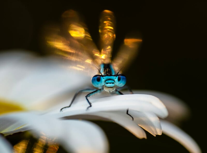 Close-up of a blue-eyed damselfly perched on a white flower petal. The background is dark, while the damselfly's wings are blurred, creating a golden, shimmering effect. The focus is on the insect's vibrant blue eyes.