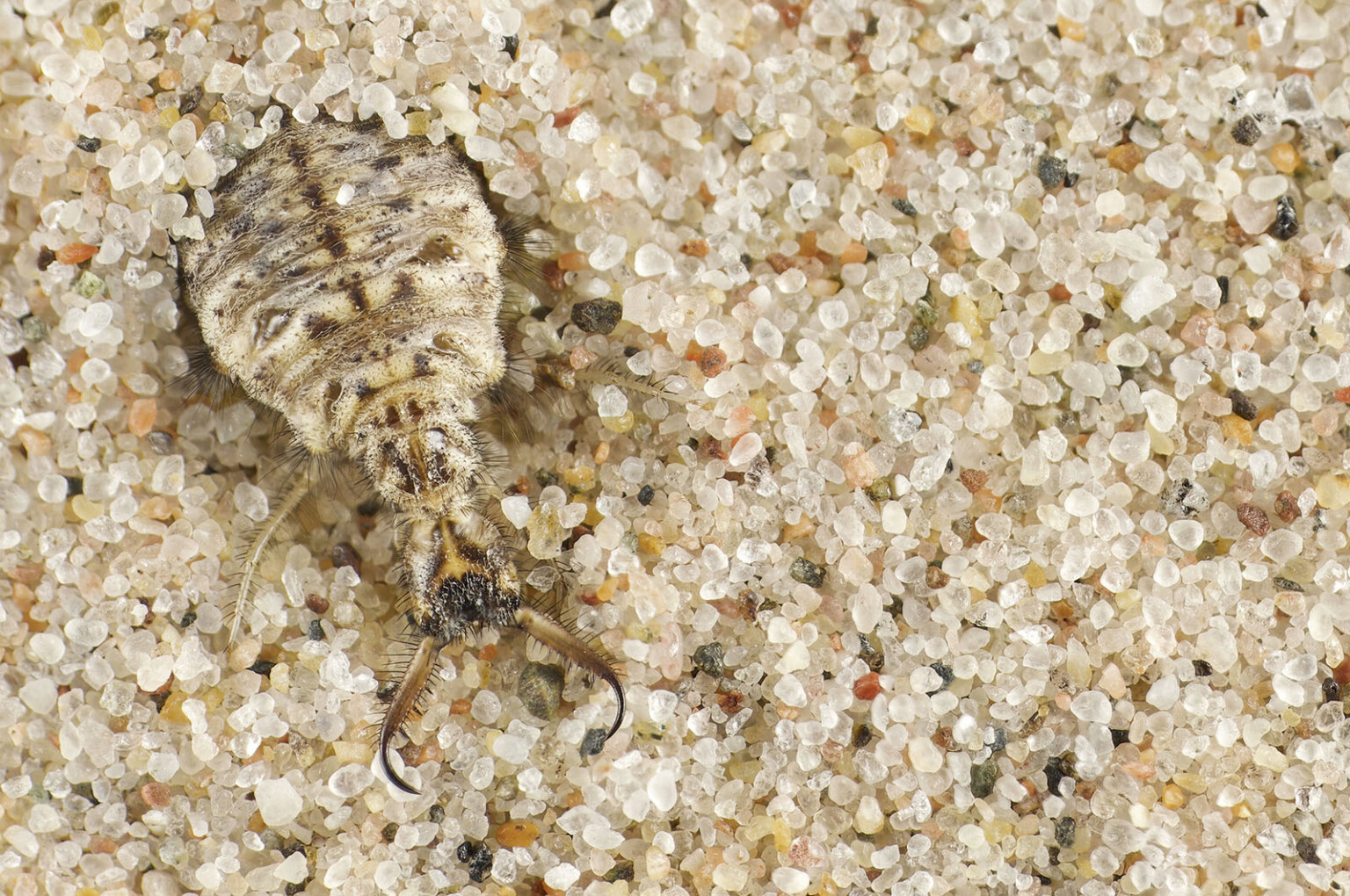 Photo Competition Shines a Light on the Secret World of Insects | PetaPixel