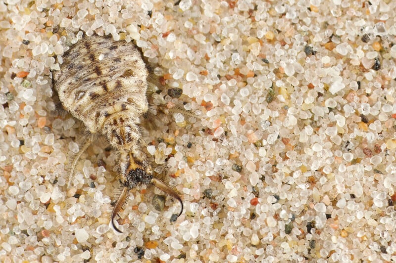 Close-up of an antlion larva partially buried in sand. The larva has a segmented body and prominent pincers, blending with the surrounding grains of various colors, including white, brown, and tan.