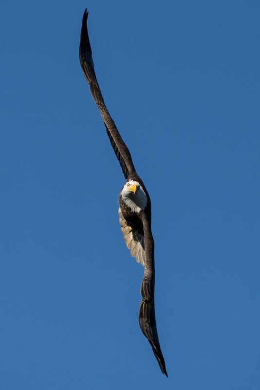 A bald eagle with outstretched wings soars against a clear blue sky. Its white head and yellow beak are visible as it appears to glide effortlessly through the air.