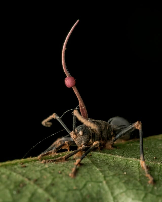 A dark-colored ant with a long, curved, brown stalk protruding from its body, topped with a small red sphere, stands on a green leaf against a black background.