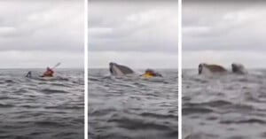 Three-panel image showing a kayaker in a red kayak on the ocean. In the second panel, a large whale breaches the water near the kayak. In the third panel, the whale and kayak are submerged in the waves. Gray cloudy sky overhead.