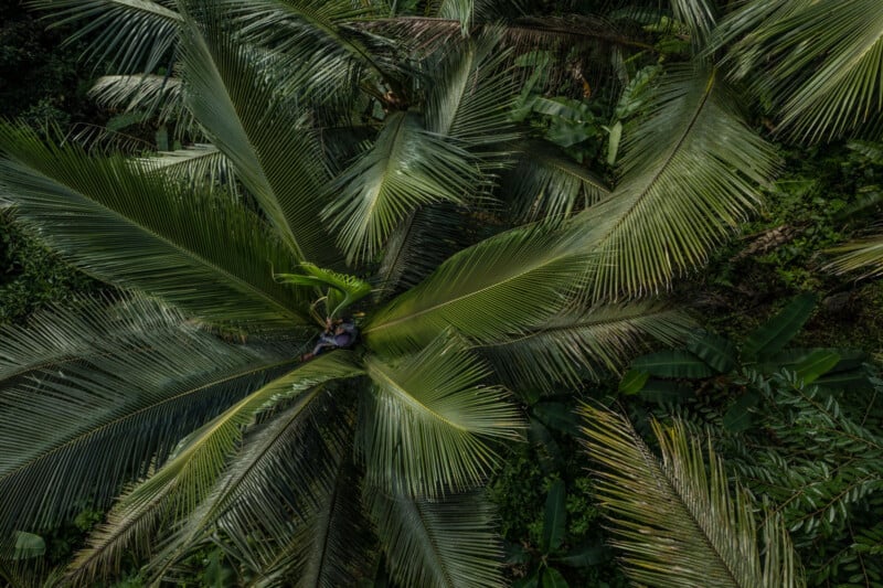 Aerial view of a person climbing a tall coconut palm tree surrounded by lush green tropical foliage. The wide, arching palm fronds dominate the image, creating a radiating pattern against the dense jungle backdrop.