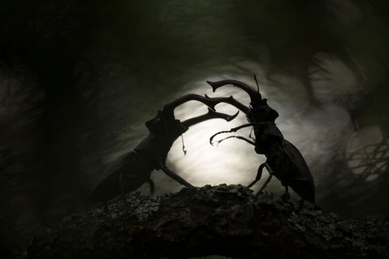 Two stag beetles face each other on a tree branch, silhouetted against a softly lit background. Their large, curved mandibles are prominently displayed, creating a dramatic and natural scene.