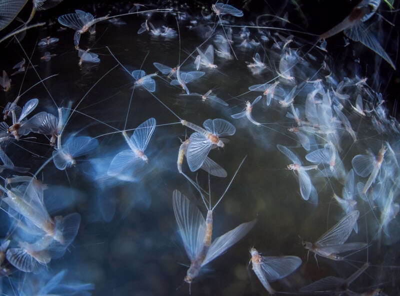 A swirling mass of mayflies with translucent wings hover over a body of water. Their delicate bodies and long tails create an ethereal, abstract pattern against the dark, blurred background.