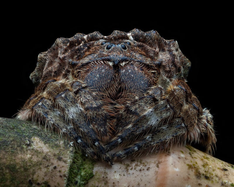 Close-up of a hairy orb-weaver spider resting on a plant stem against a black background. The spider's intricate texture and patterns are clearly visible, highlighting its eyes and detailed leg hairs.