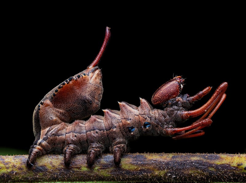 Close-up of a bizarre insect with a rugged, ridged body perched on a branch. It has a prominent horn-like structure on its back and multiple legs. The background is a solid black, highlighting the insect's intricate textures and details.