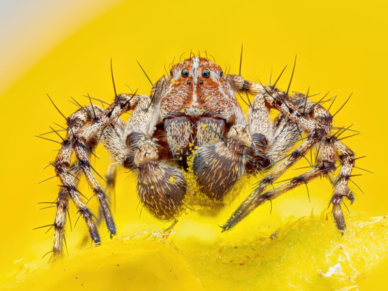 Close-up of a hairy spider with intricate patterns on its body and legs, sitting on a bright yellow surface. The spider's eyes and furry texture are prominently visible, giving a detailed view of its features.