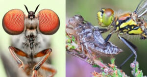 Close-up view of a robber fly: Left image shows its large red compound eyes and detailed facial features. Right image captures the fly holding prey, highlighting its green eyes, spiny legs, and detailed wings, all on a blurred natural background.