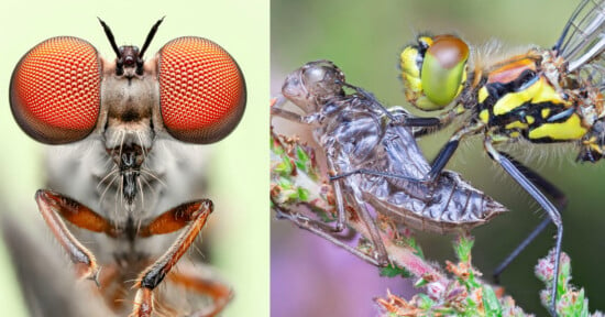 Close-up view of a robber fly: Left image shows its large red compound eyes and detailed facial features. Right image captures the fly holding prey, highlighting its green eyes, spiny legs, and detailed wings, all on a blurred natural background.