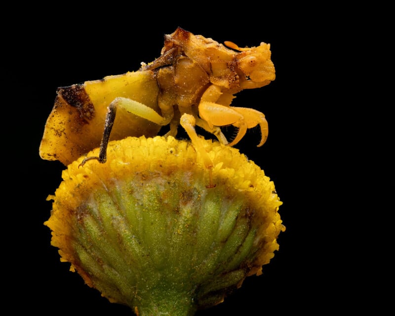 Close-up of a small yellow crab spider on a yellow flower bud. The spider blends with the flower, showcasing its camouflage. The black background highlights the intricate details of the spider and the flower's textures.