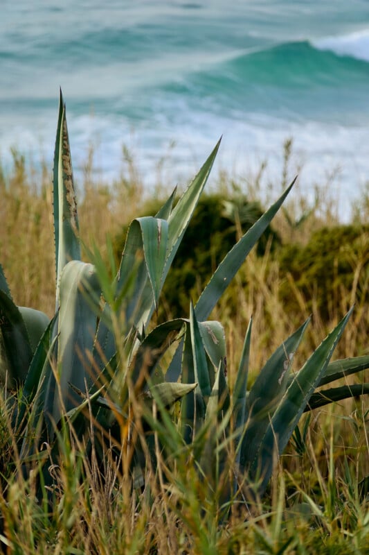 Close-up of a large aloe plant with pointed leaves growing among tall grass. In the background, ocean waves are visible, creating a contrasting tranquil sea setting.