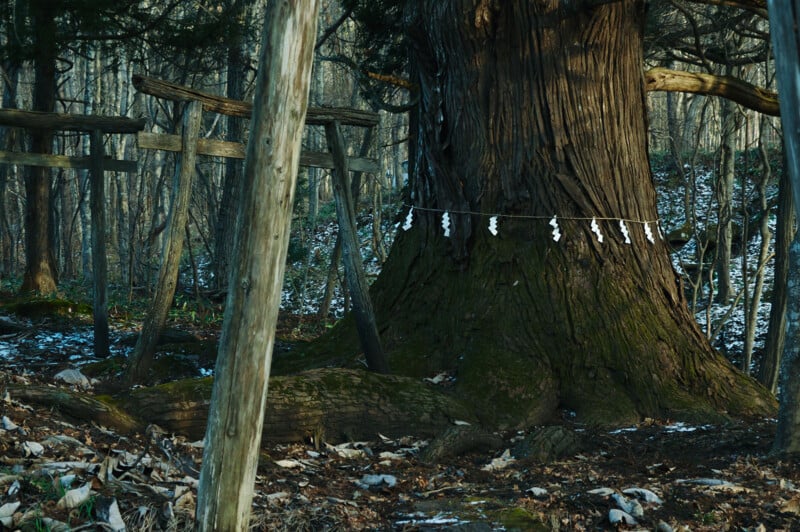 A large tree in a forest is surrounded by wooden torii gates. Shimenawa, a sacred rope with paper shide, wraps around the tree's trunk. The forest floor is covered in fallen leaves and patches of snow.