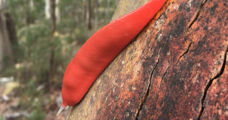 A bright red slug is crawling up the textured trunk of a tree. The background is blurred, showing forest greenery.