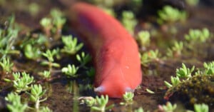 Close-up of a bright red worm-like sea creature, possibly a sea cucumber or slug, lying among small green plants in shallow water. The focus is on its shiny, smooth body, with the background blurred.